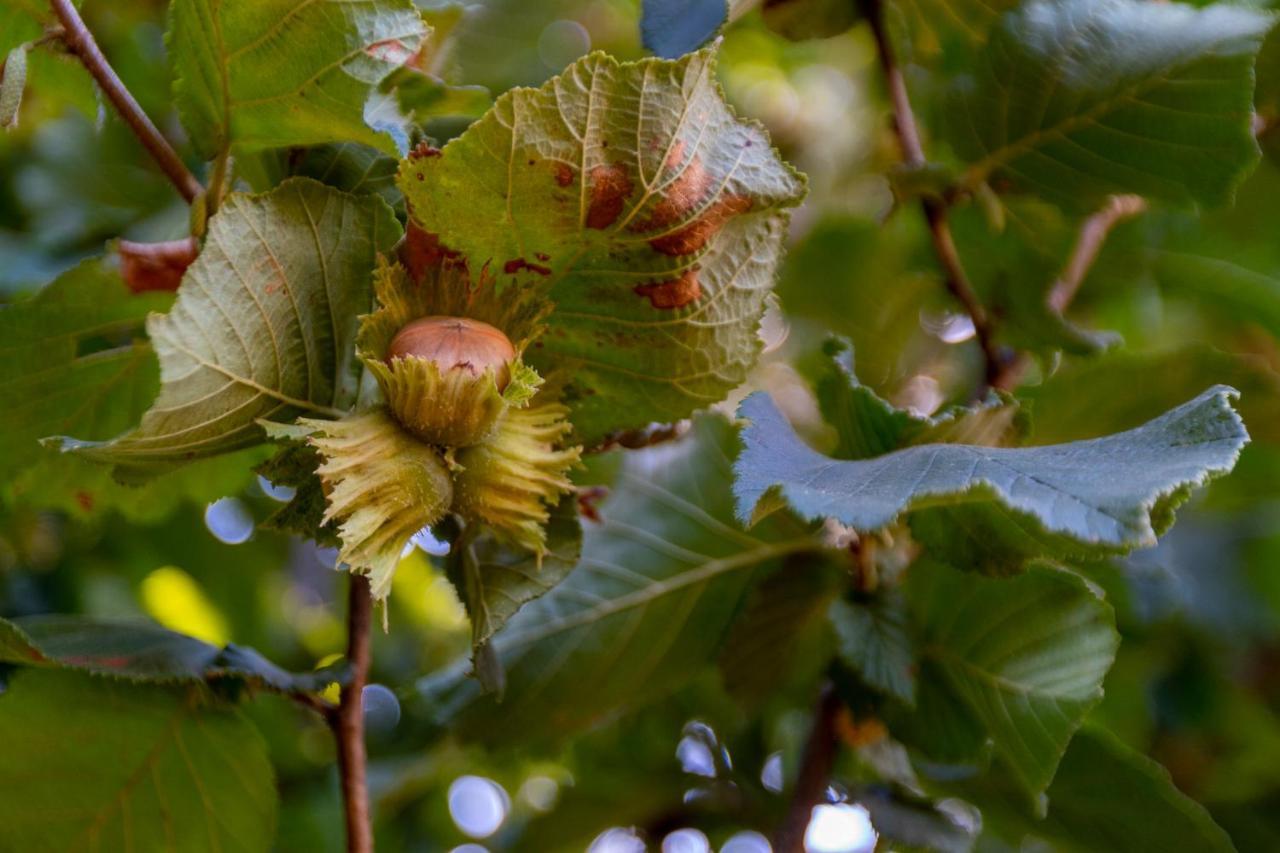 Chalé da Quinta Lavoura da Bouça - Fruta Bio Celorico De Basto Esterno foto