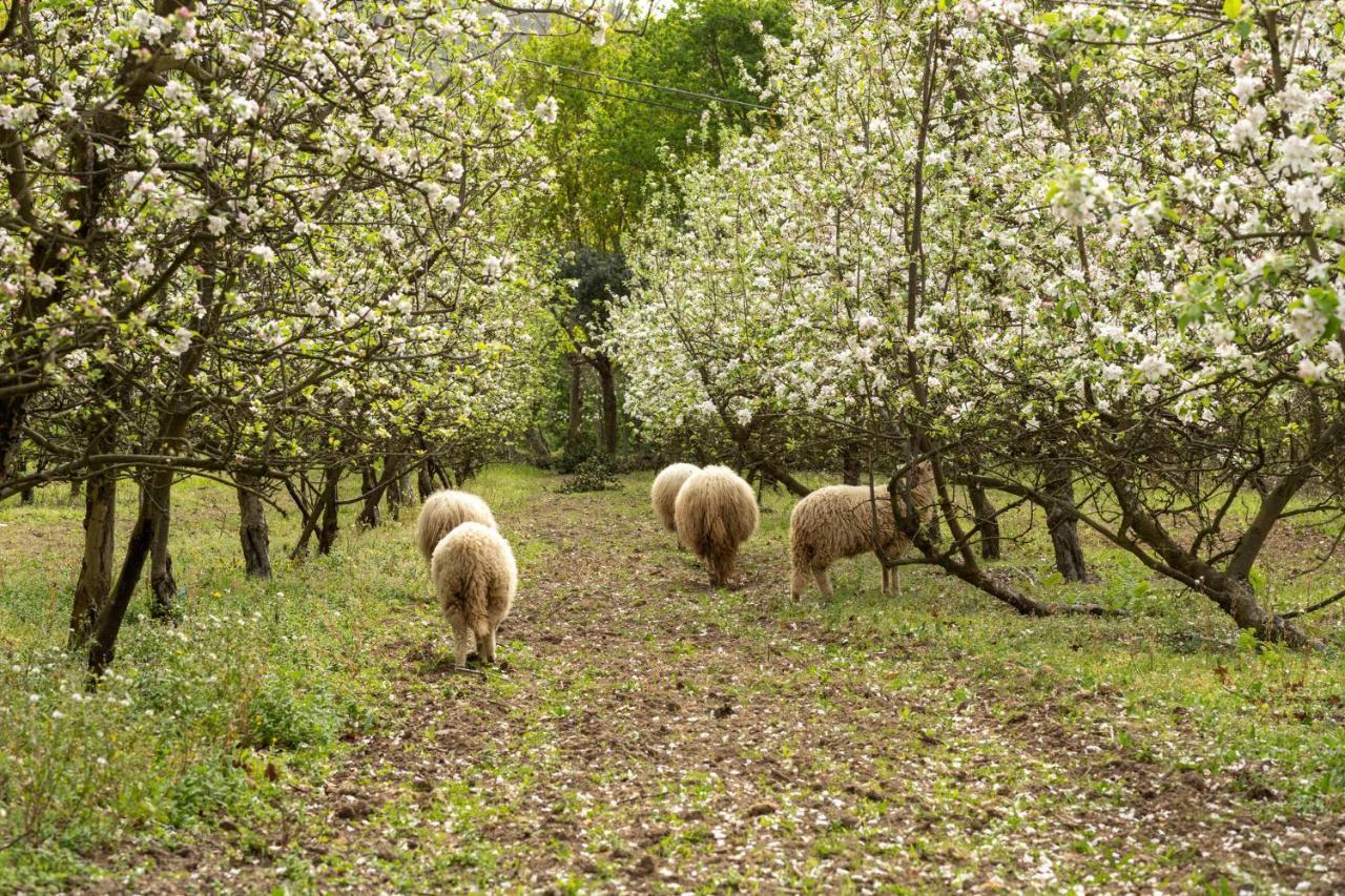 Chalé da Quinta Lavoura da Bouça - Fruta Bio Celorico De Basto Esterno foto