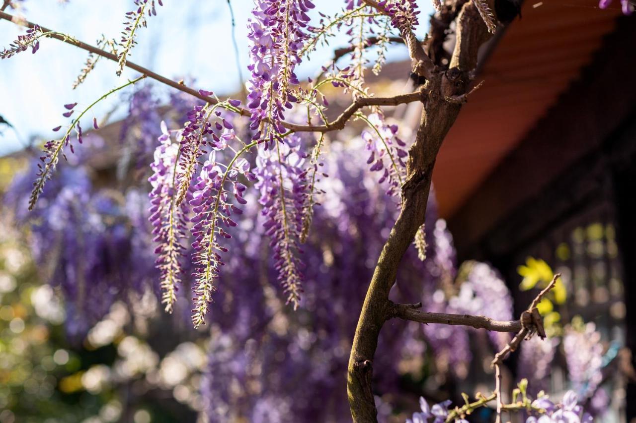 Chalé da Quinta Lavoura da Bouça - Fruta Bio Celorico De Basto Esterno foto