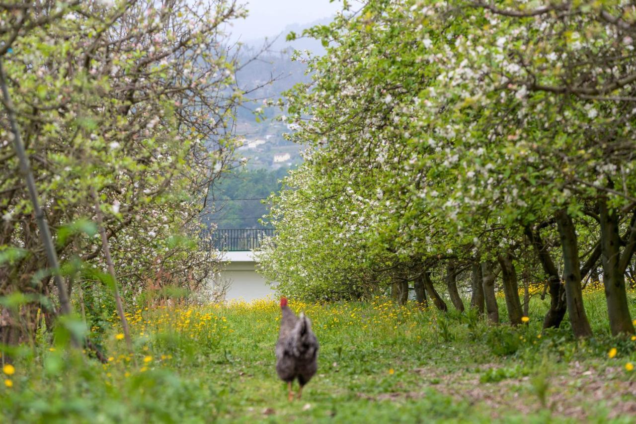 Chalé da Quinta Lavoura da Bouça - Fruta Bio Celorico De Basto Esterno foto